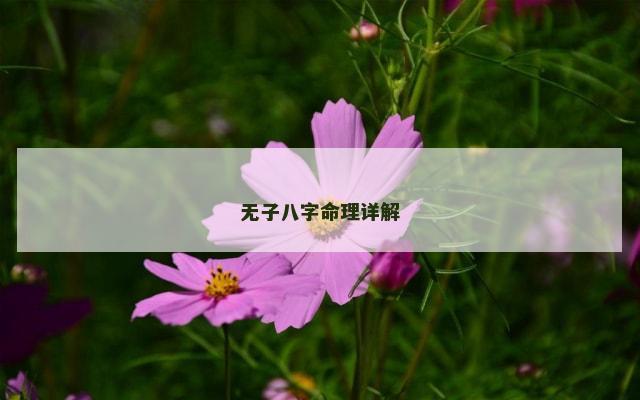 无子八字命理详解