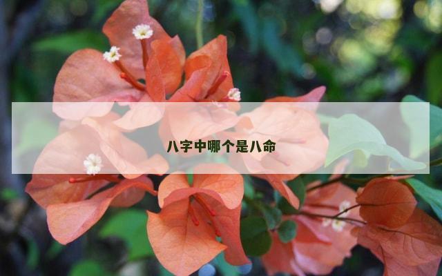八字中哪个是八命