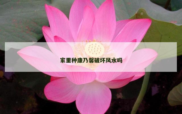 家里种康乃馨破坏风水吗