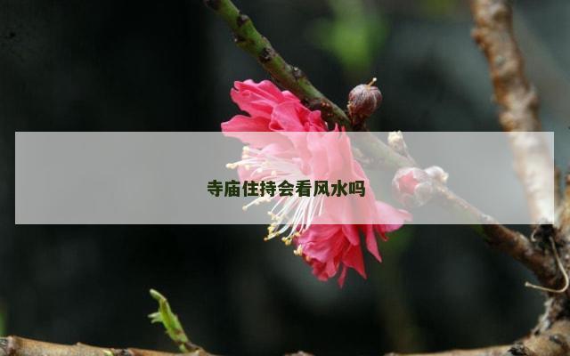 寺庙住持会看风水吗