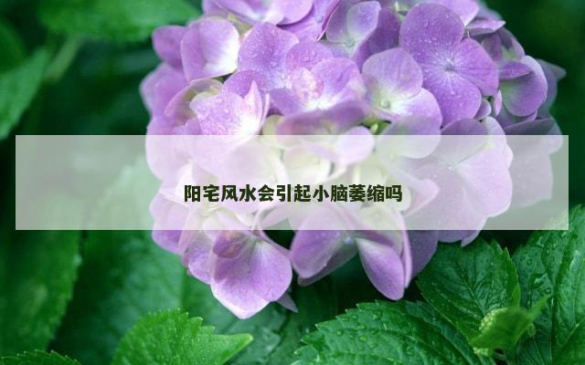 阳宅风水会引起小脑萎缩吗