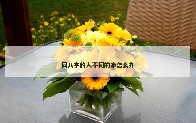 同八字的人不同的命怎么办