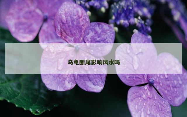 乌龟断尾影响风水吗