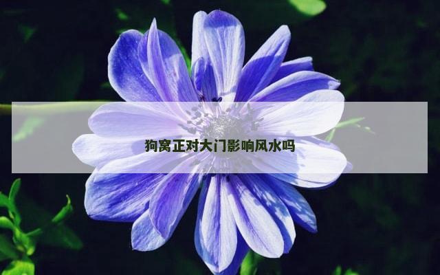 狗窝正对大门影响风水吗