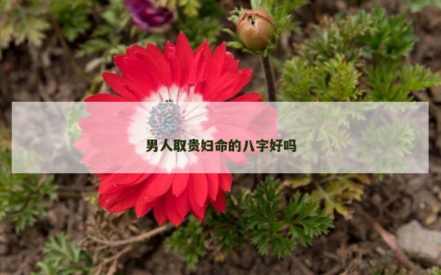 男人取贵妇命的八字好吗