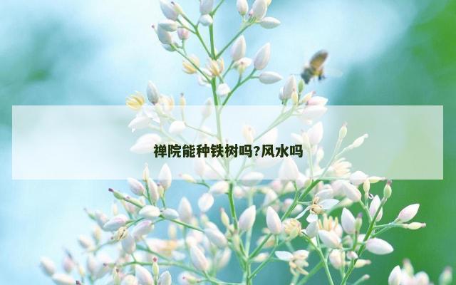 禅院能种铁树吗?风水吗