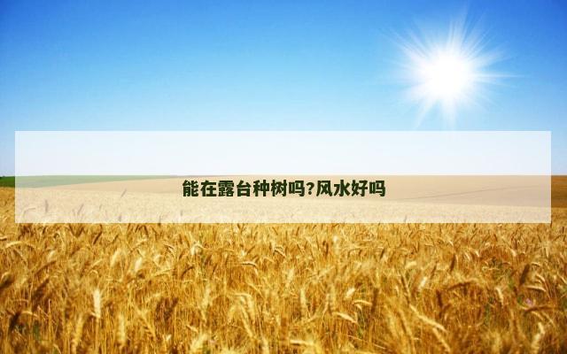 能在露台种树吗?风水好吗