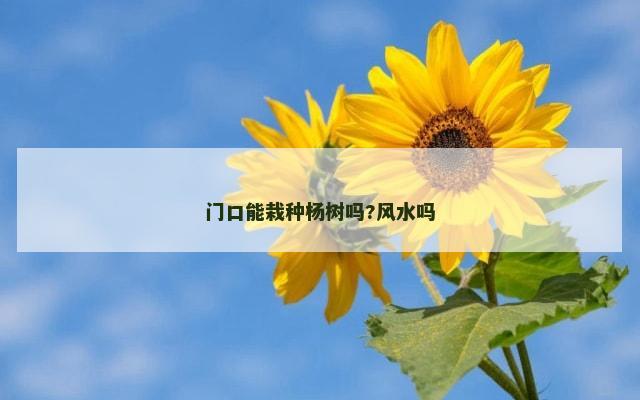 门口能栽种杨树吗?风水吗