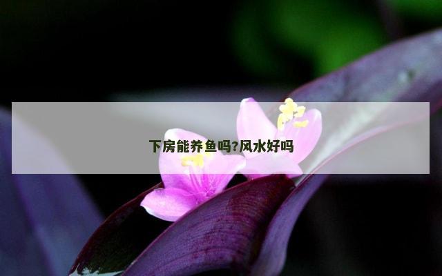 下房能养鱼吗?风水好吗