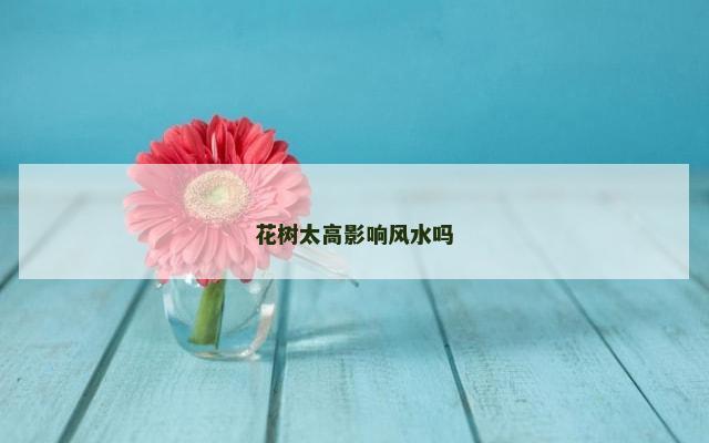 花树太高影响风水吗