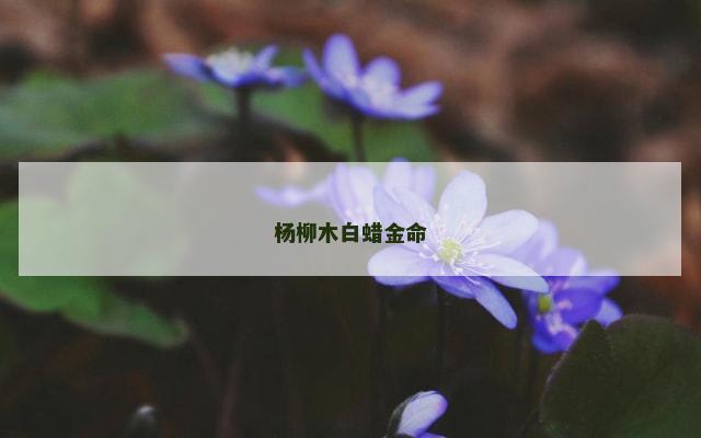 杨柳木白蜡金命