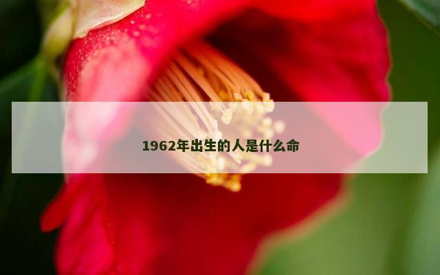 1962年出生的人是什么命