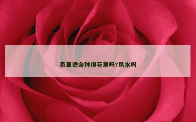 家里适合种得花草吗?风水吗