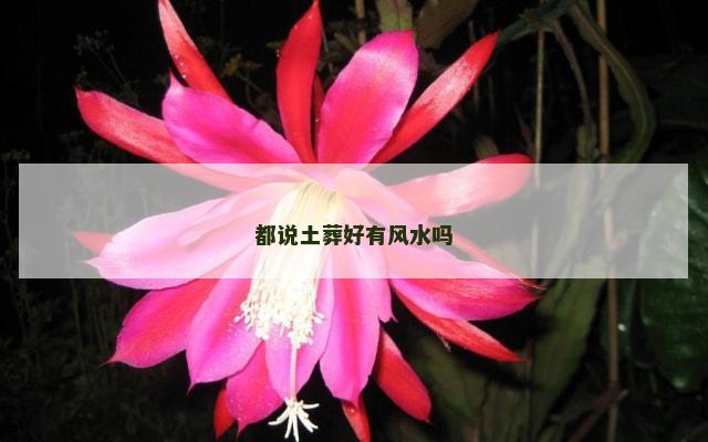 都说土葬好有风水吗