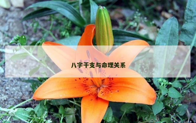 八字干支与命理关系