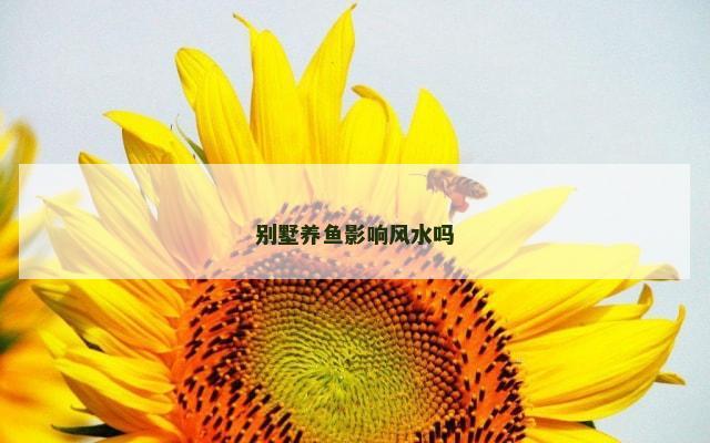 别墅养鱼影响风水吗