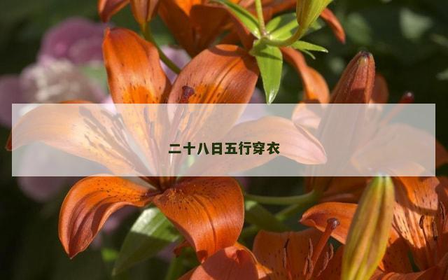 二十八日五行穿衣