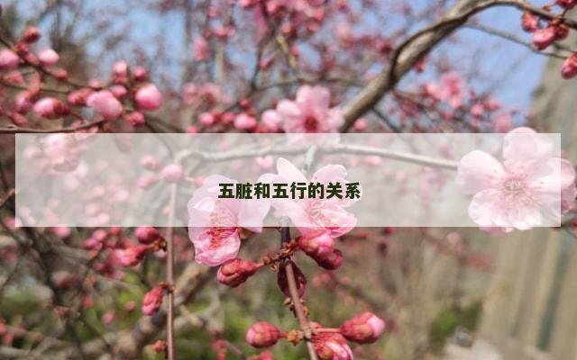 五脏和五行的关系