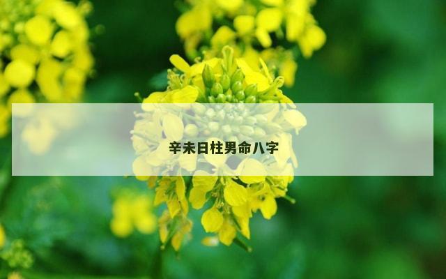 辛未日柱男命八字