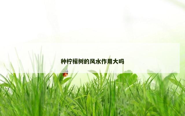 种柠檬树的风水作用大吗