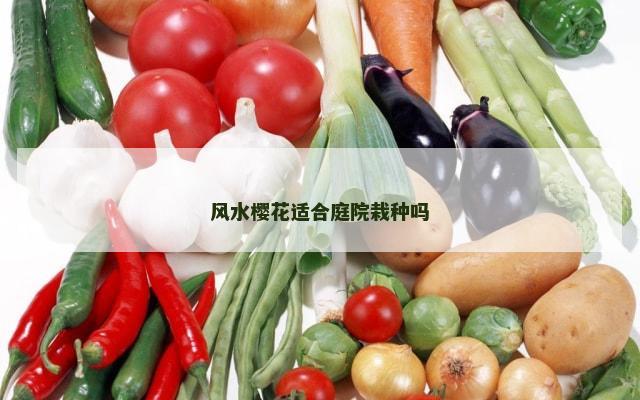 风水樱花适合庭院栽种吗