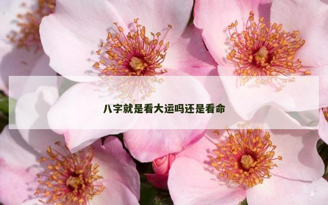 八字就是看大运吗还是看命