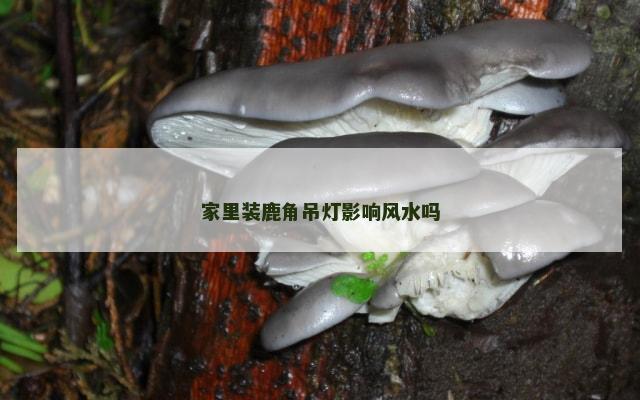 家里装鹿角吊灯影响风水吗
