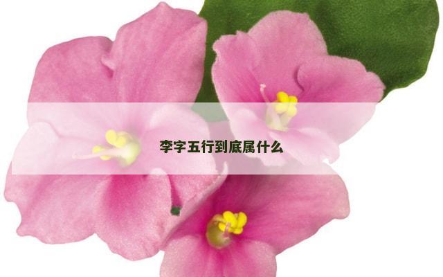 李字五行到底属什么