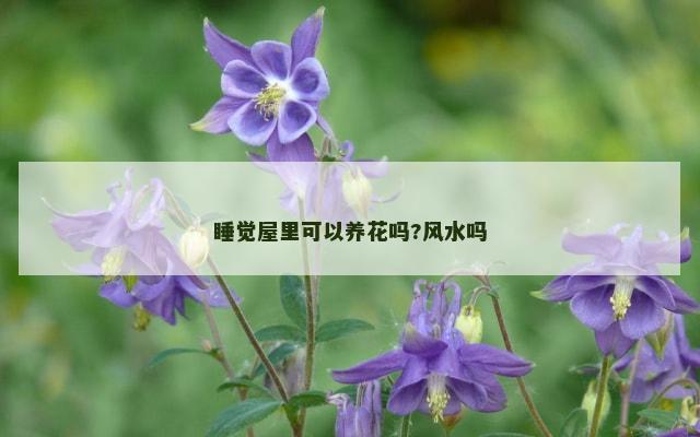 睡觉屋里可以养花吗?风水吗