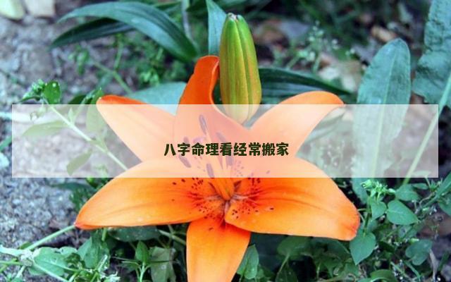 八字命理看经常搬家