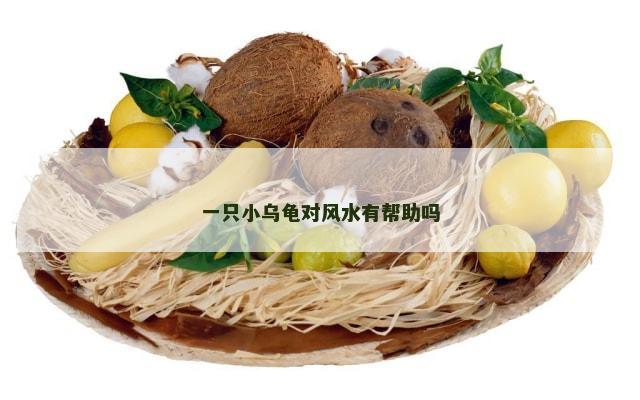 一只小乌龟对风水有帮助吗