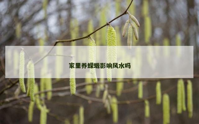 家里养蝾螈影响风水吗
