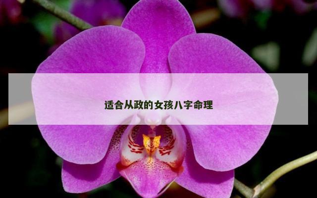适合从政的女孩八字命理