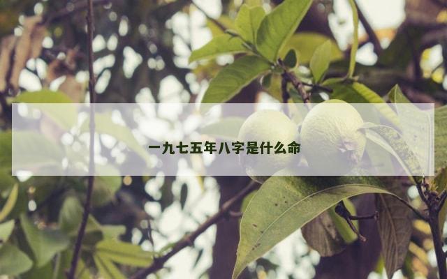 一九七五年八字是什么命