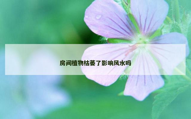 房间植物枯萎了影响风水吗