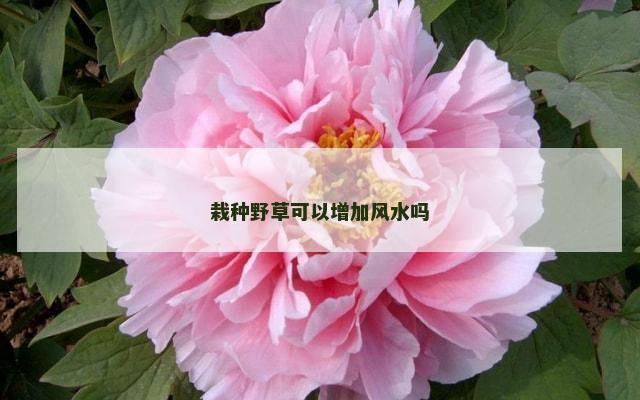 栽种野草可以增加风水吗