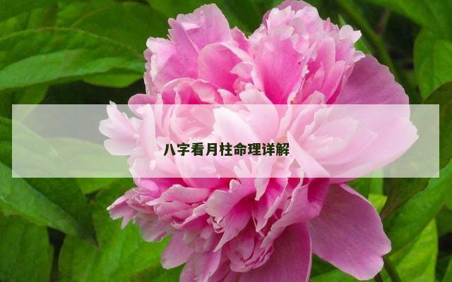 八字看月柱命理详解