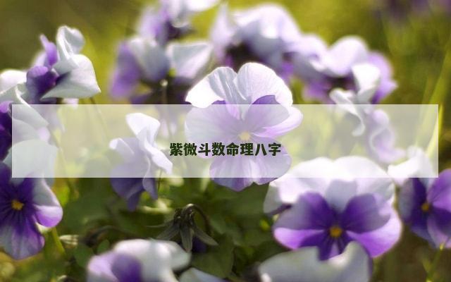 紫微斗数命理八字