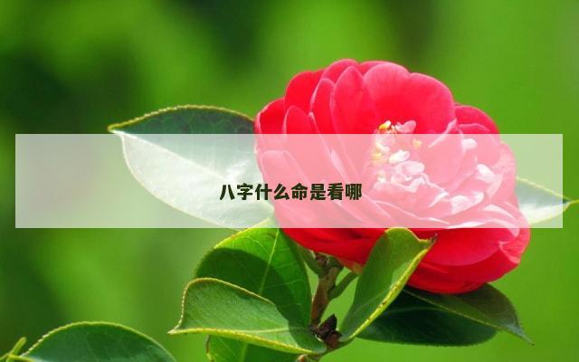 八字什么命是看哪