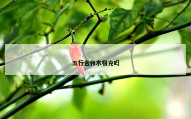 五行金和木相克吗