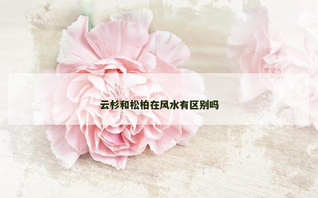 云杉和松柏在风水有区别吗