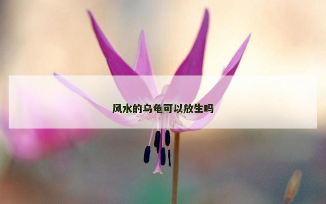 风水的乌龟可以放生吗