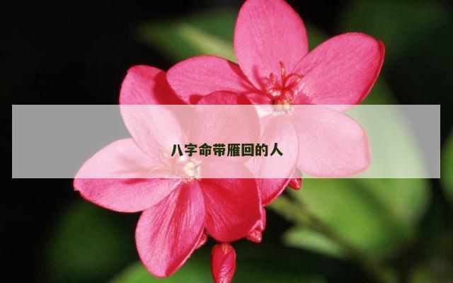 八字命带雁回的人