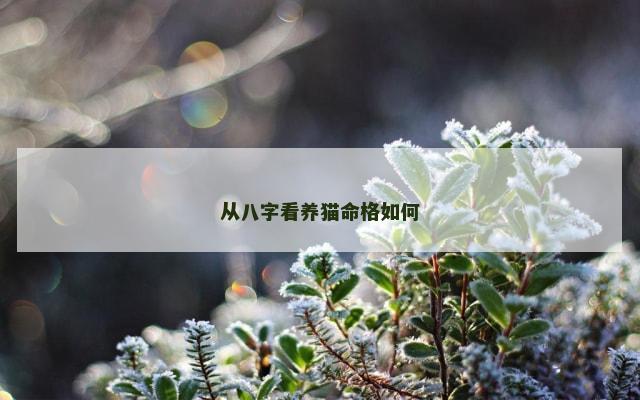 从八字看养猫命格如何
