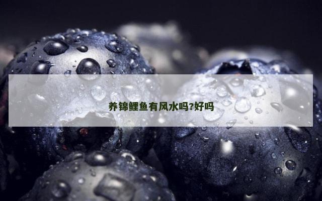 养锦鲤鱼有风水吗?好吗